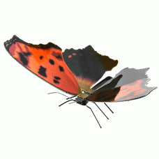 FASCINATIONS INC METAL EARTH MMS127 BUTTERFLY EASTERN COMMA