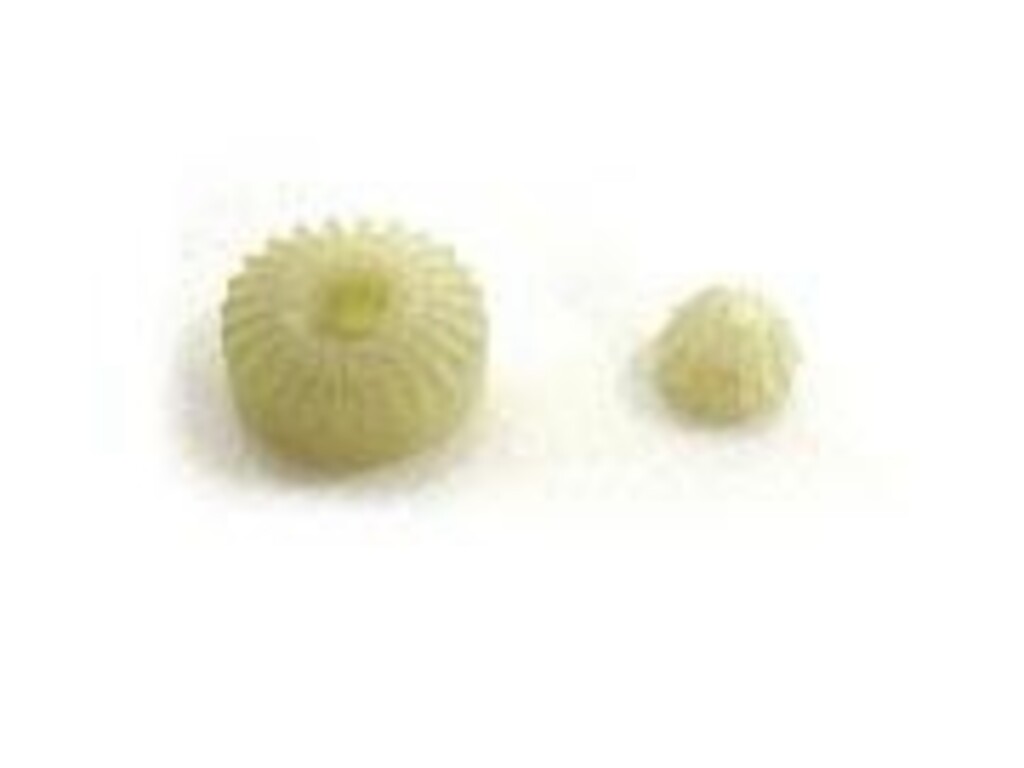 HT PINION GEAR 1PC 23630